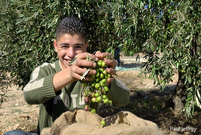a young man harvests olives